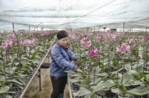 Vừa triển khai, vừa chỉnh sửa