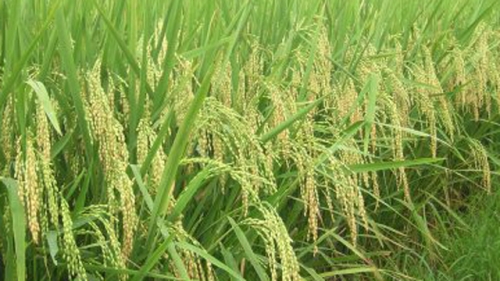 Thị trường hóa bảo hiểm nông nghiệp