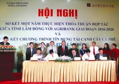 Tái canh cà phê hiệu quả