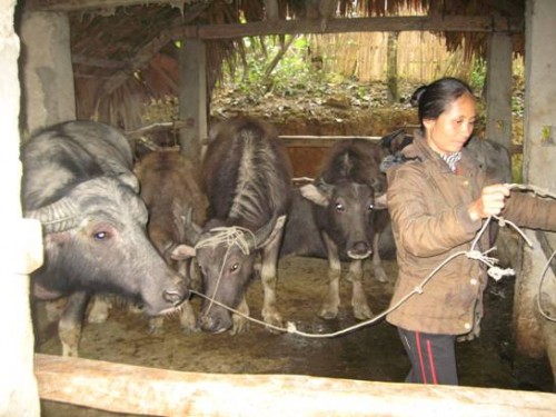 Tín dụng ưu đãi nơi Thủ đô gió ngàn