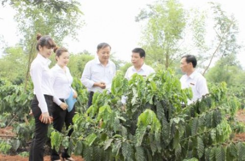 Gian nan tái canh cây cà phê