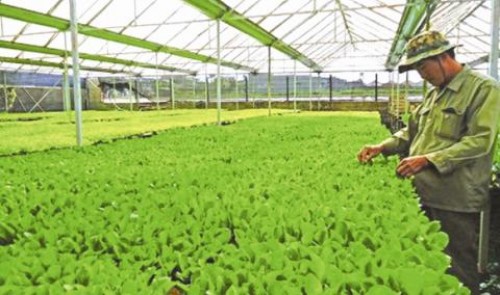 Tái cơ cấu nông nghiệp nông thôn: Đang cần thêm những cú hích