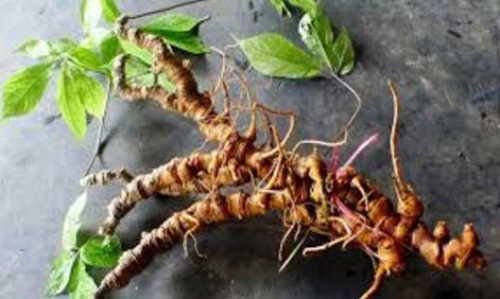 Sắp tổ chức phiên chợ sâm núi Ngọc Linh