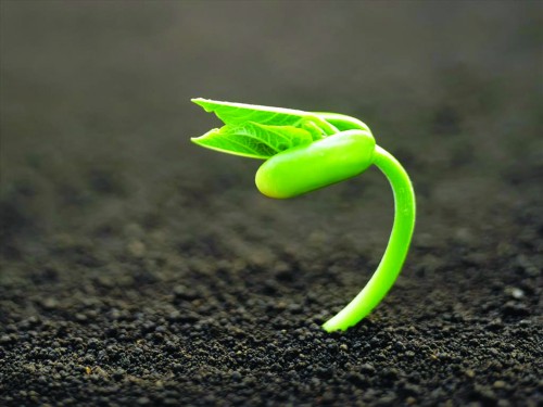 Phát triển nền nông nghiệp sạch: Cần có chính sách đồng bộ