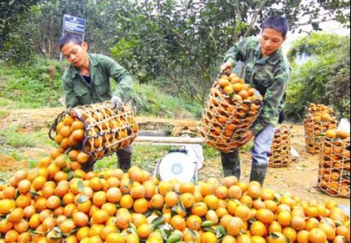 Mở đường vốn cho nông sản sạch