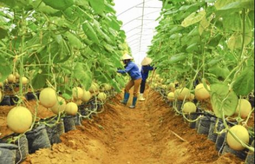 Điểm nhấn trong bức tranh tái cơ cấu Agribank