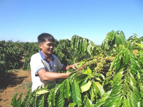 Góp phần trẻ hoá cây cà phê