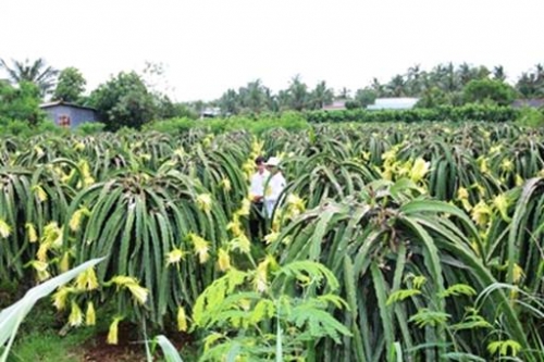Cho vay qua tổ vay vốn: Hai bên xích lại gần nhau hơn